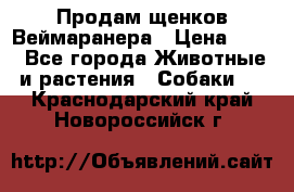 Продам щенков Веймаранера › Цена ­ 30 - Все города Животные и растения » Собаки   . Краснодарский край,Новороссийск г.